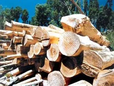 کشف 150 اصله چوب قاچاق در ماسال