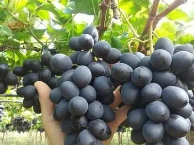 برداشت انگور ترکمن برای اولین بار در تایباد