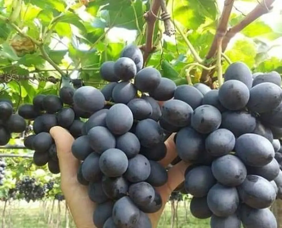 برداشت انگور ترکمن برای اولین بار در تایباد