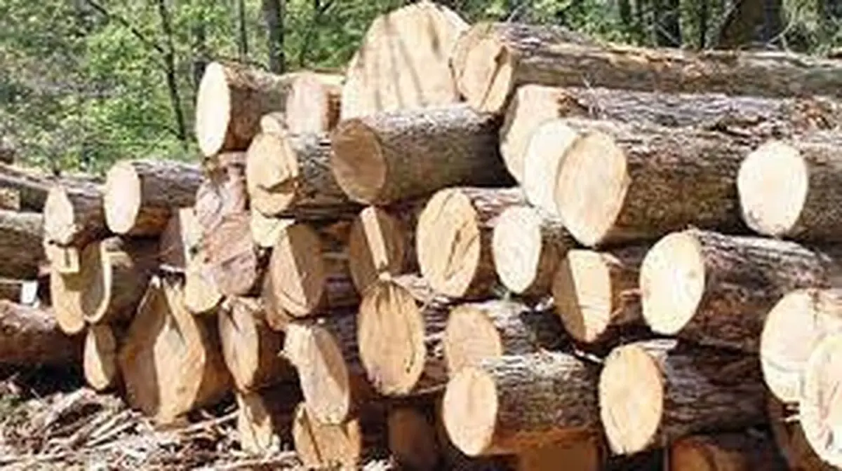 کشف ۲۵ تُن چوب قاچاق در آستارا