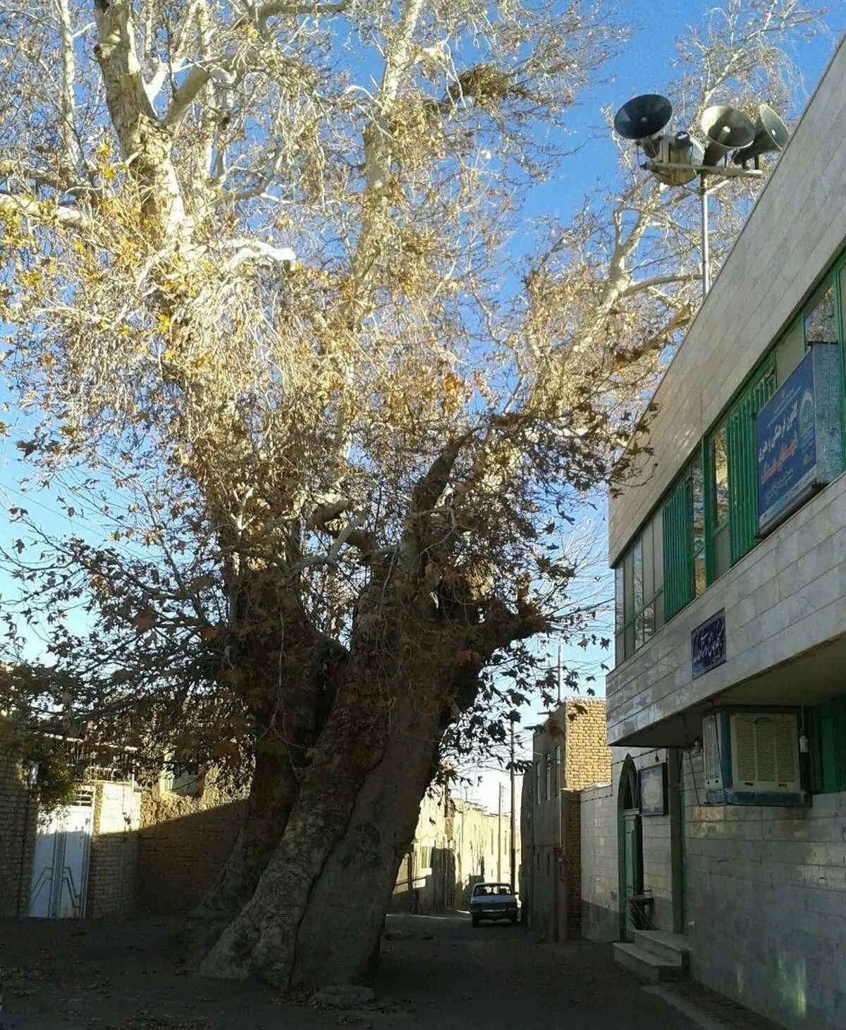 درخت چنار کهنسال مسجدجامع بردسکن در فهرست آثار طبیعی کشور ثبت شد