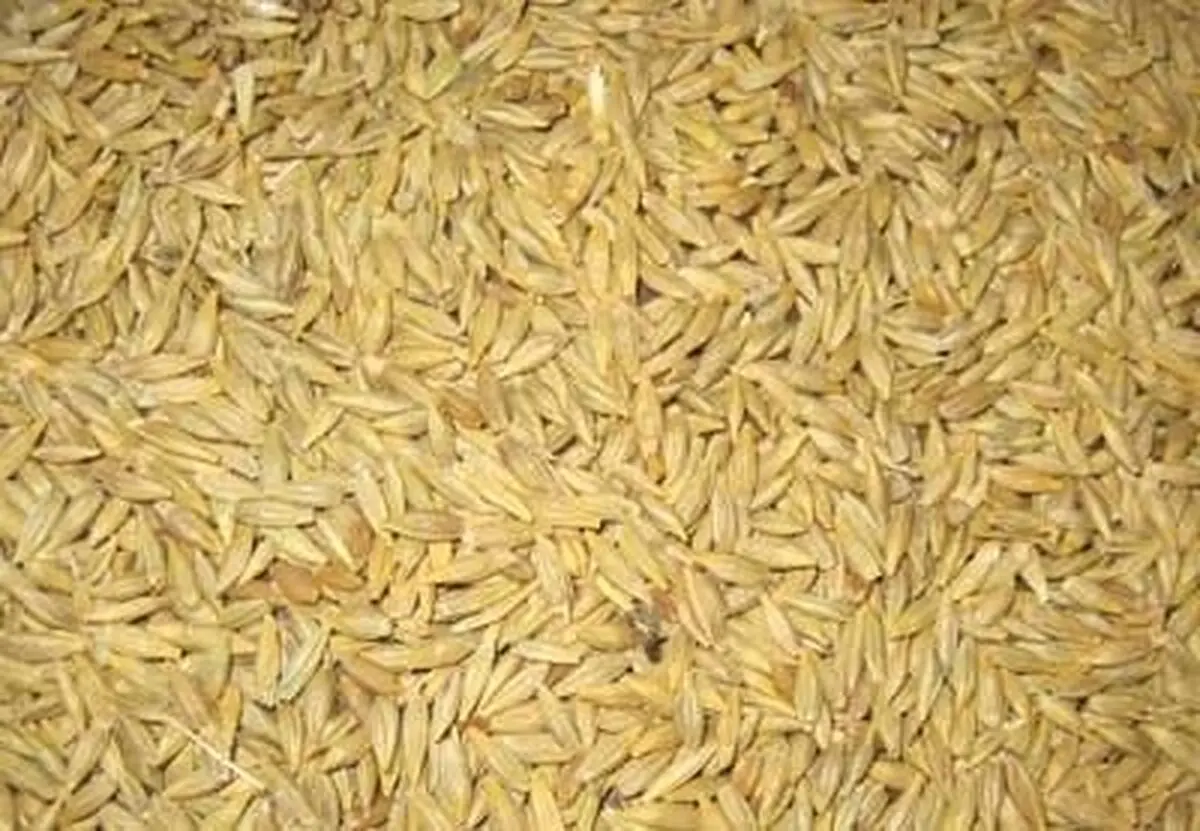 خرید تضمینی جو آغاز شد