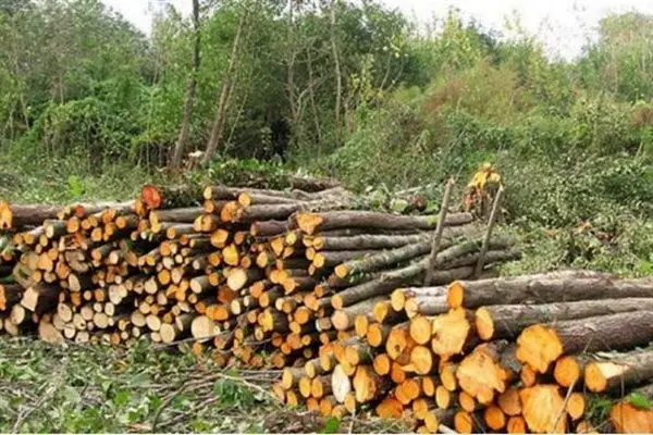 پیش‌بینی راه‌اندازی سامانه‌های مدیریت هوشمند نهالستان‌ها و زراعت چوب