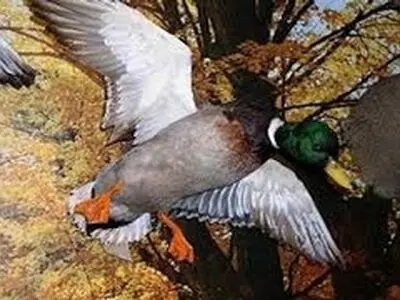 تکمیل نمایشگاه تاکسیدرمی برای مسافران نوروزی