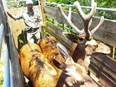 اجرای نخستین مرحله واکسیناسیون گوزن‌ها در تالش