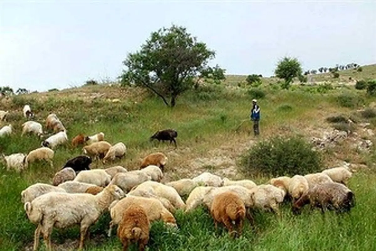 نوای نی چوپان دوباره در روستایش خواهد پیچید