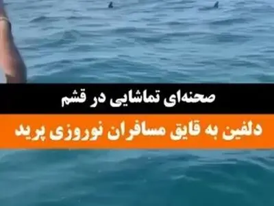 ویدئویی از لحظه پریدن دلفین به قایق مسافران نوروزی در قشم