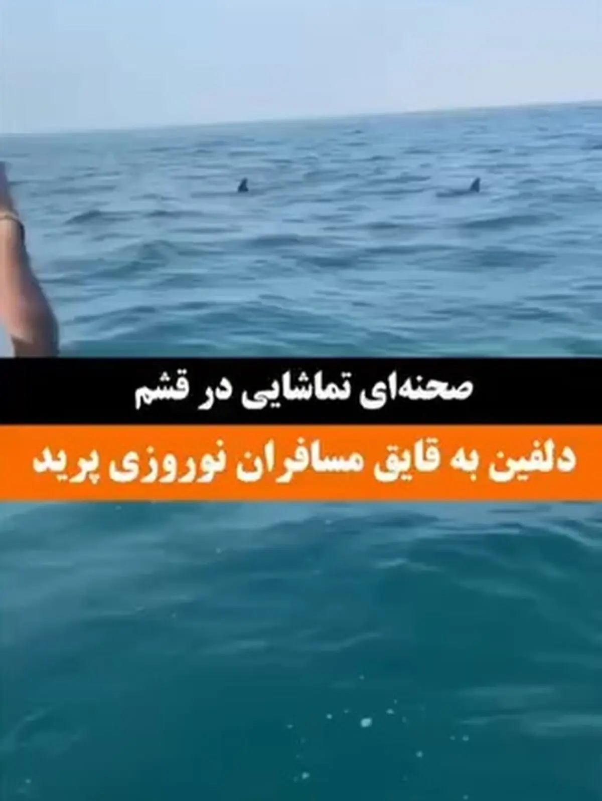 ویدئویی از لحظه پریدن دلفین به قایق مسافران نوروزی در قشم