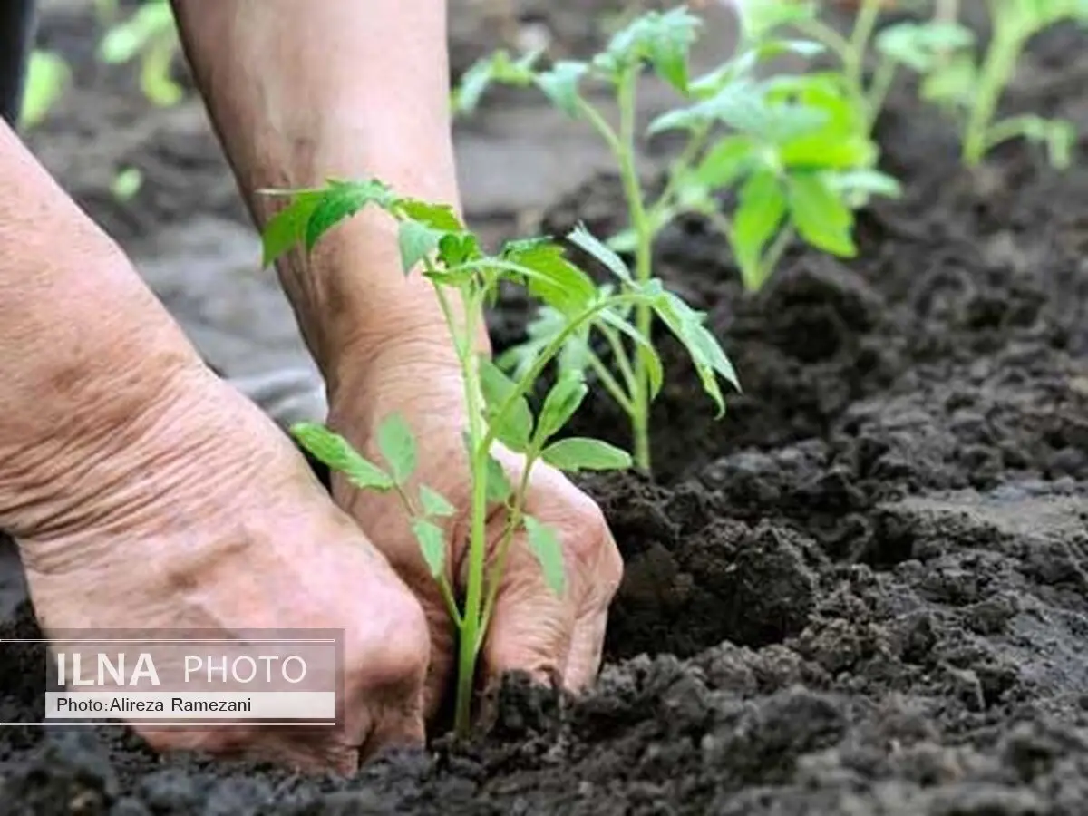 کاشت نهال یکی از مهمترین راههای مقابله با بیابان‌زایی