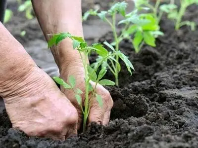 کاشت نهال یکی از مهمترین راههای مقابله با بیابان‌زایی