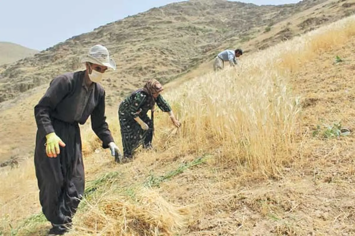 کشاورزی سنبل اقتصاد است 