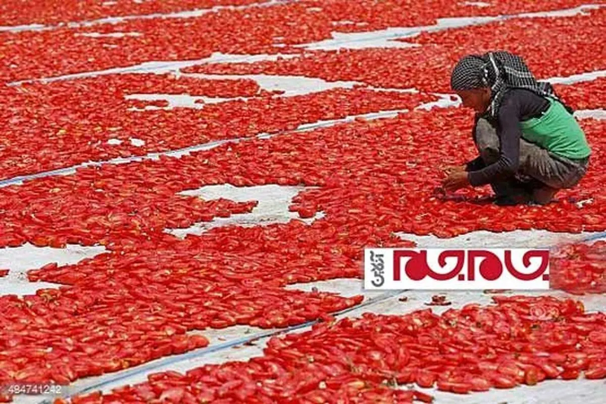شهر گوجه‌ فرنگی/تصاویر