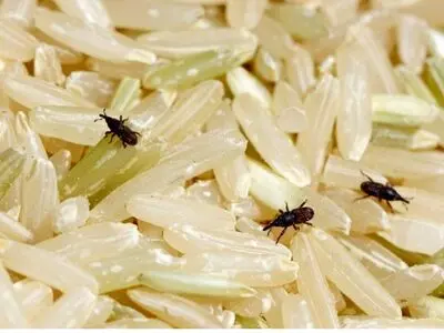 ۳ روش تضمینی برای از بین بردن حشره برنج