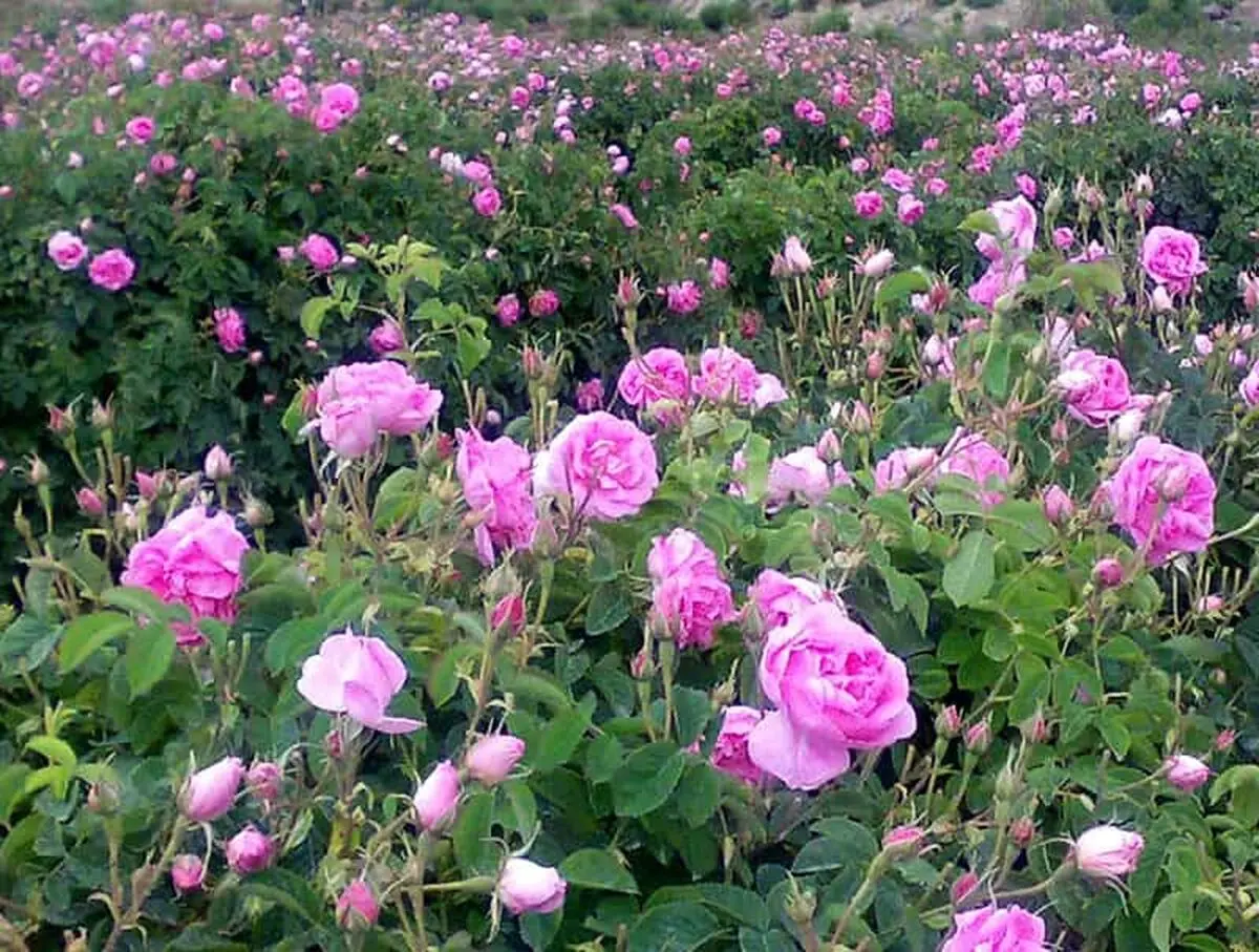ایجاد صندوق گل محمدی در کاشان
