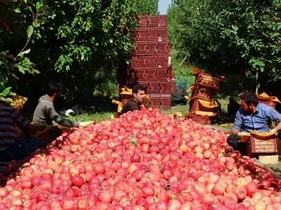 Analysis of Iranian apple exports in 2020/21