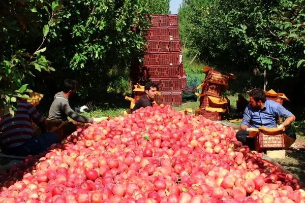 Analysis of Iranian apple exports in 2020/21