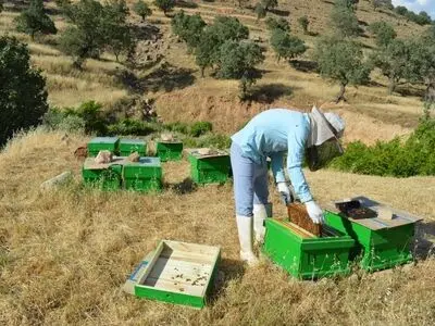 تولید ۸۶ تن عسل در زنبورستان‌های شهرستان آبیک