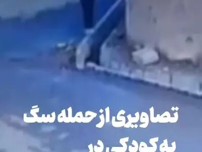باز هم حمله سگ ولگرد، اینبار به کودک مرندی + فیلم