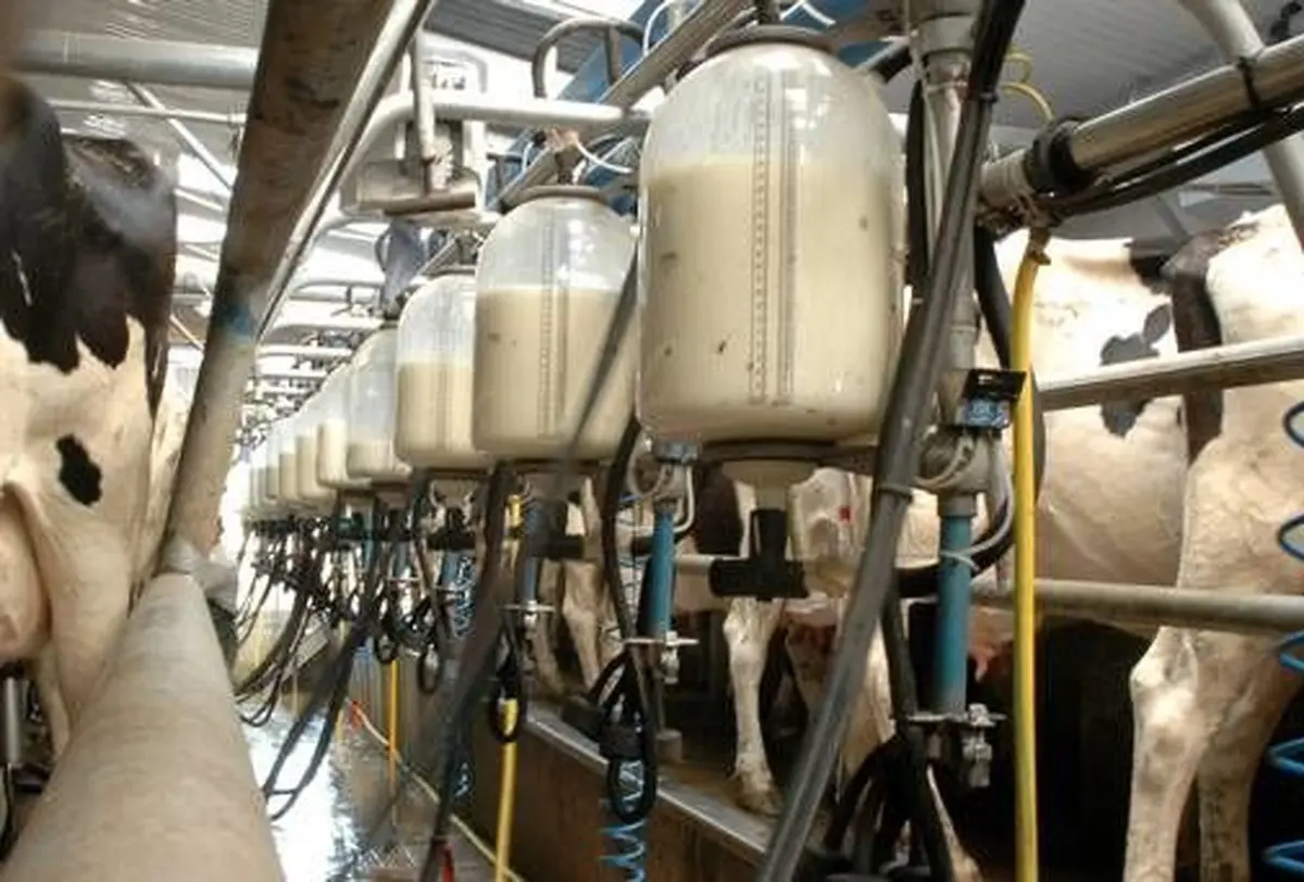 سالانه 12 میلیون تن شیر در کشور تولید می‌شود