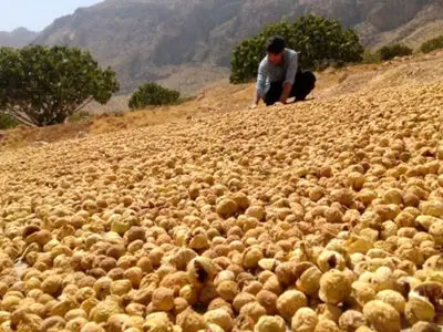 انجیر فارس در بازار چین و اروپا/ ۸۰ درصد تولید راهی صادرات می‌شود