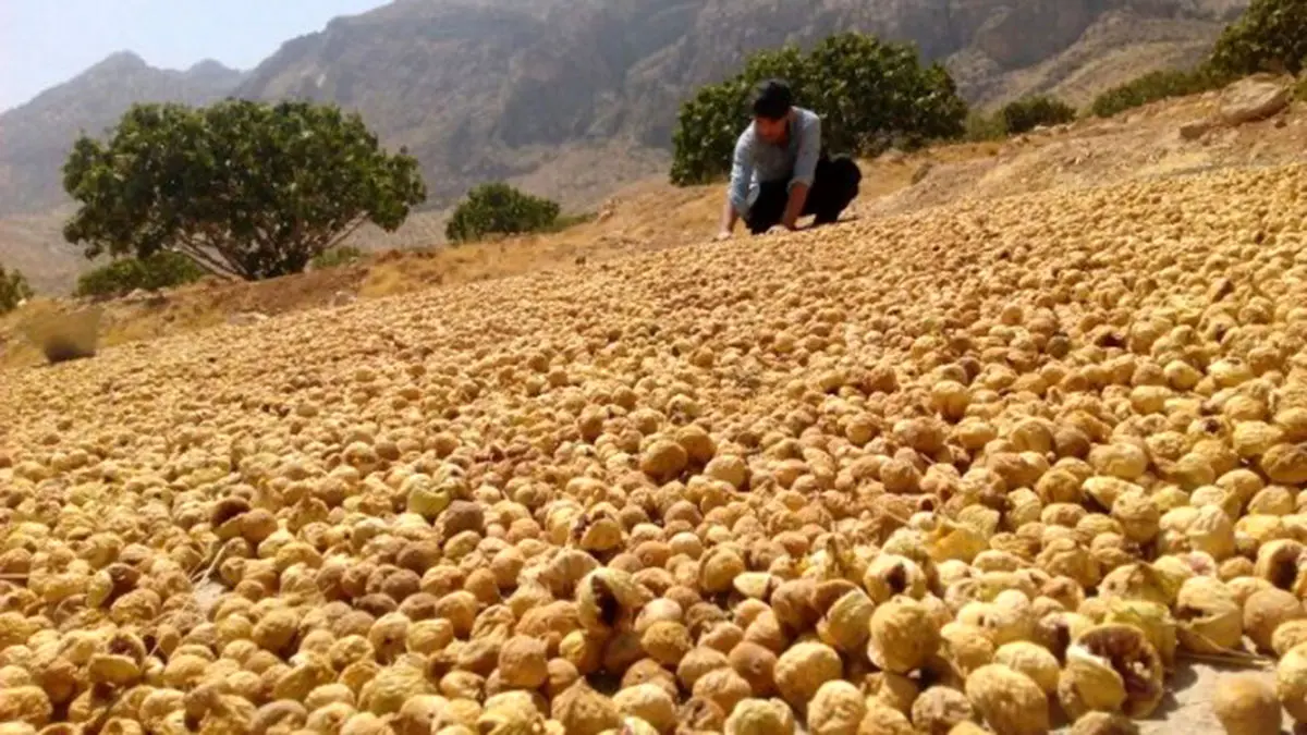 انجیر فارس در بازار چین و اروپا/ ۸۰ درصد تولید راهی صادرات می‌شود