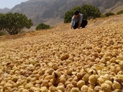 انجیر فارس در بازار چین و اروپا/ ۸۰ درصد تولید راهی صادرات می‌شود