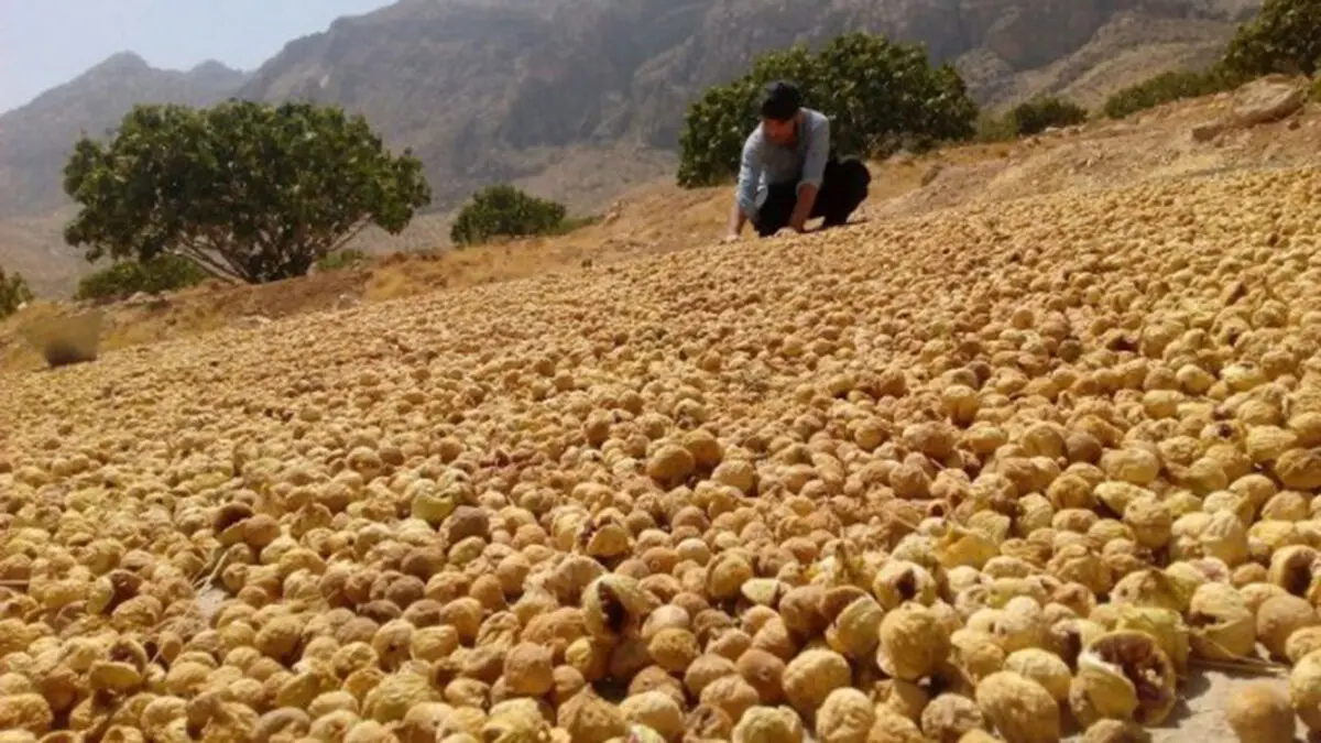 انجیر فارس در بازار چین و اروپا/ ۸۰ درصد تولید راهی صادرات می‌شود