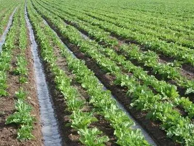 استقبال از کشت پاییزه با ذخیره 421 هزار تنی کودهای کشاورزی 