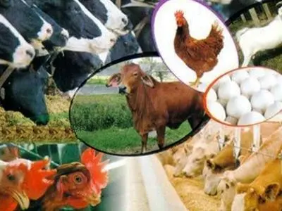 رشد چشمگیر صادرات حوزه دامپزشکی در استان مرکزی