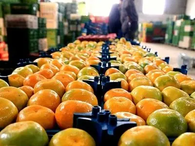صادرات ۱۷۳۶ محموله مرکبات مازندران؛ جهش پایدار کشاورزی و اشتغال