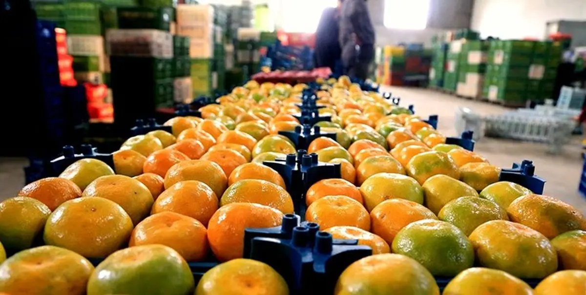 صادرات ۱۷۳۶ محموله مرکبات مازندران؛ جهش پایدار کشاورزی و اشتغال