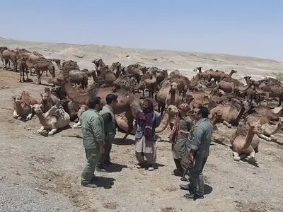 ممانعت از ورود گله ۱۰۰ نفری شتر به بستر  تالاب هامون 