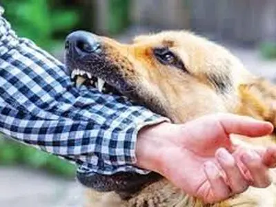 رشد چشمگیر سگ‌گزیدگی در کردستان /۲۰ درصد دانش آموزان در معرض بیماری هاری هستند
