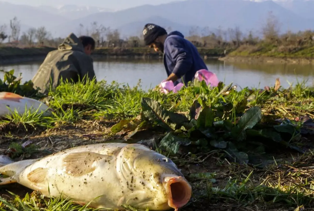 تولید بیش از ۷۰ درصد ازمحصولات شیلاتی گیلان در استخر‌های پرورش ماهی گرم آبی