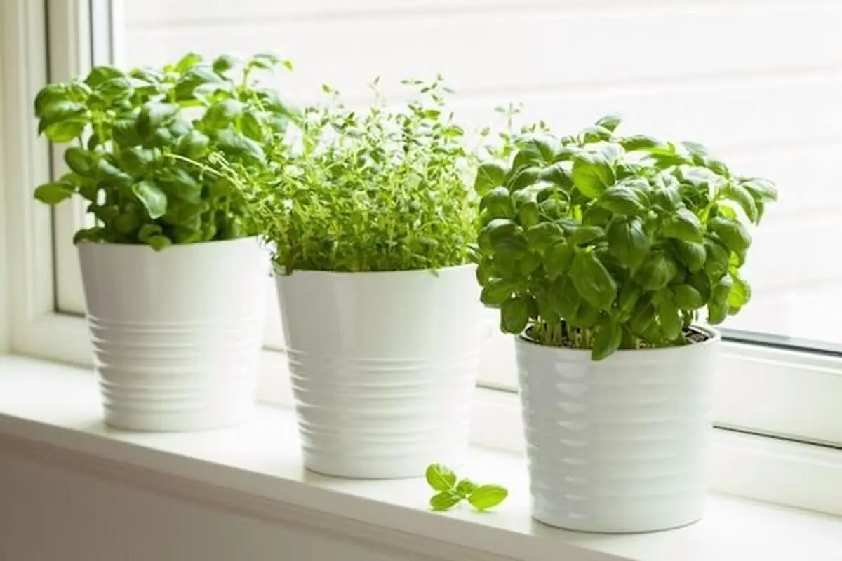 ۴ روش ساده برای تازه کردن سبزی پژمرده