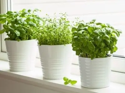 ۴ روش ساده برای تازه کردن سبزی پژمرده