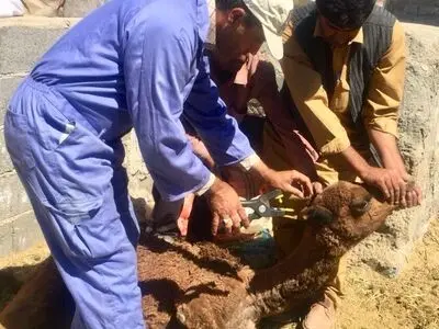 پلاک کوبی بیش از١٢٩ هزار رأس دام سبک و سنگین در سیستان وبلوچستان 