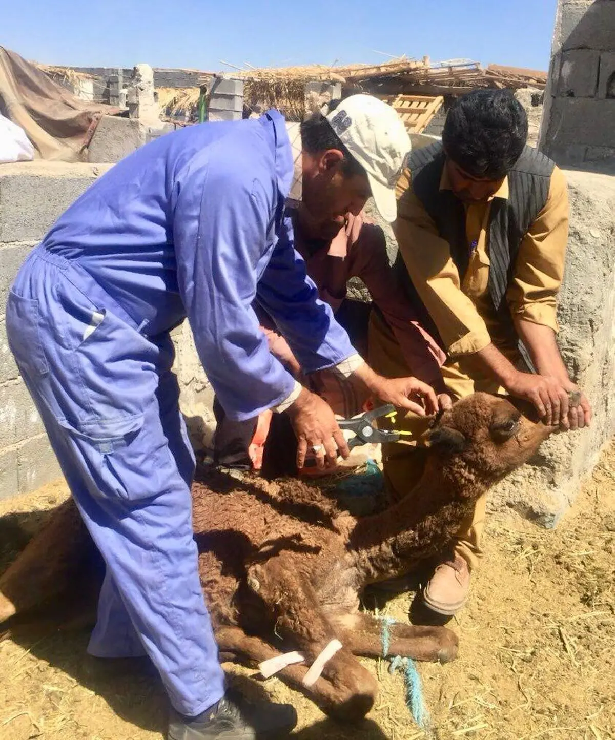 پلاک کوبی بیش از١٢٩ هزار رأس دام سبک و سنگین در سیستان وبلوچستان 