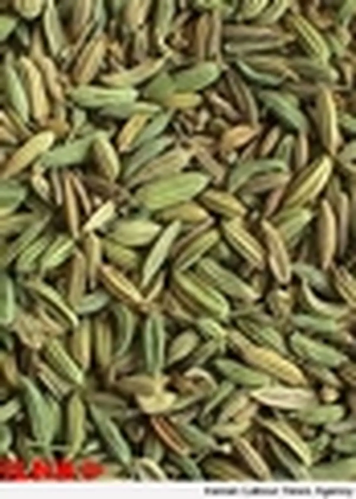 دامنه معاملات زیره سبز گسترش می یابد