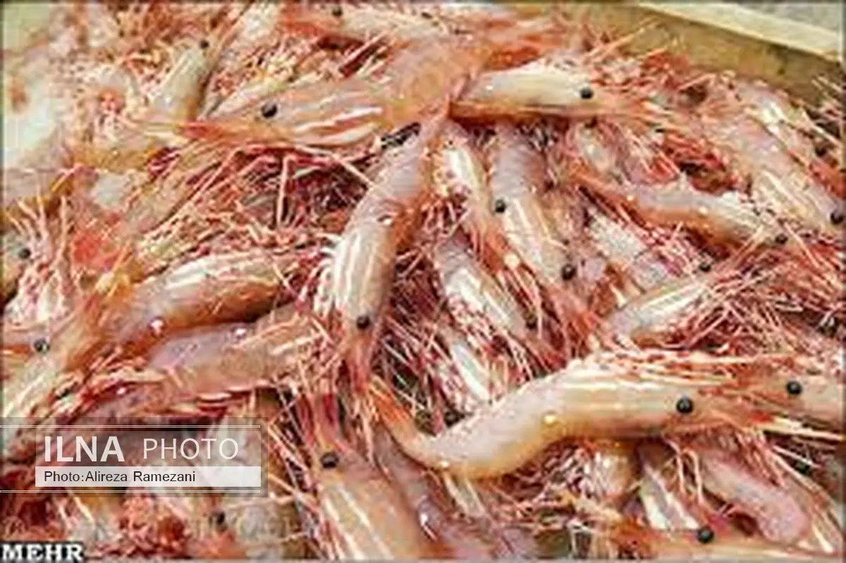 اجرای طرح پرورش میگو در شمال کشور 