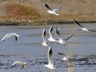 ۳۵ گونه پرنده مهاجر در ایران در فهرست گونه‌های در معرض تهدید قرار دارند