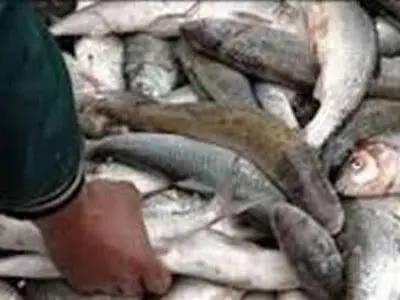 معدوم سازی بیش از پانزده تن ماهی منجمد تاریخ گذشته
