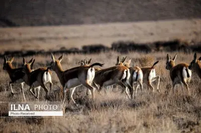 ممنوعیت استفاده از ابزار و روش‌های مخرب محیط زیست در جنگ؛ تخلف از این اصل قابل پیگیری در مراجع بین‌المللی است

