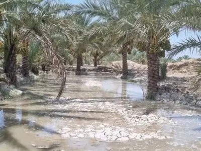 کشت بیش از ۲۷۰ اصله پاجوش خرما در هویزه