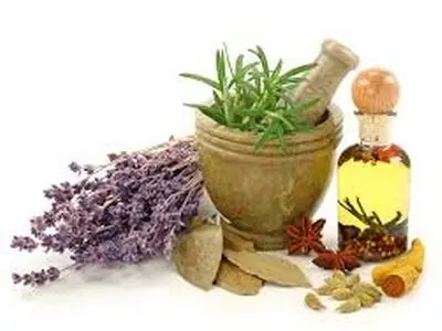گیلان قطب تولید گیاهان دارویی کشور می شود 