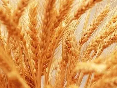 وزارت جهاد کشاورزی به ادعای بی کیفیتی گندم واکنش نشان داد