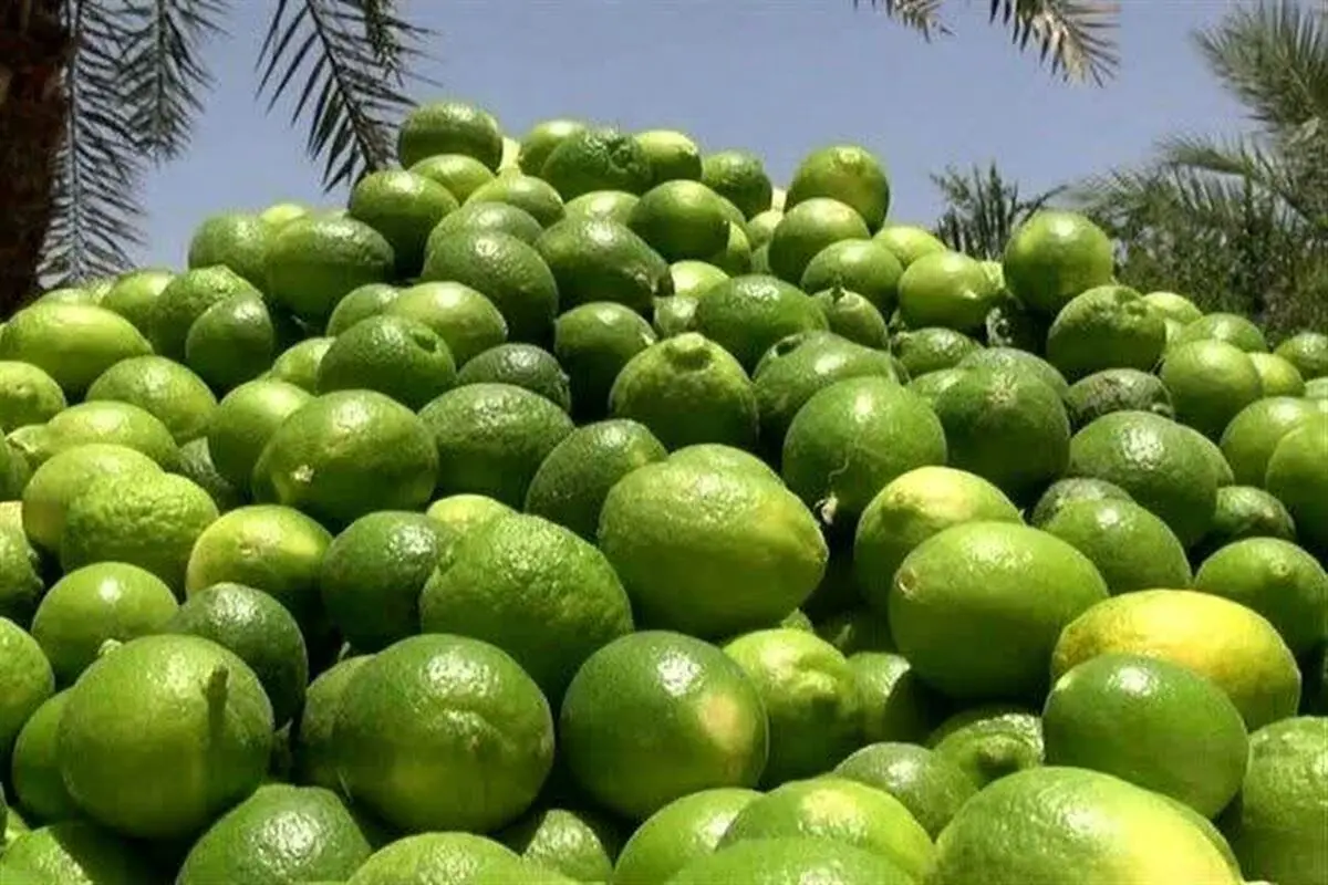 آغاز برداشت لیموترش در جهرم/ تولید سالانه بیش از ۱۵۰ هزار تن محصول