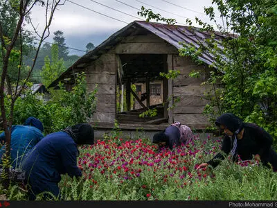 برداشت گل گاوزبان از مزارع مازندران‎
