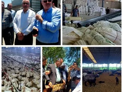مازندران؛ قطب پیشرو پروتئین کشور و بازوی استراتژیک تأمین نیاز پایتخت