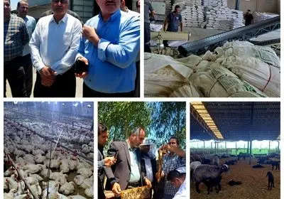 مازندران؛ قطب پیشرو پروتئین کشور و بازوی استراتژیک تأمین نیاز پایتخت
